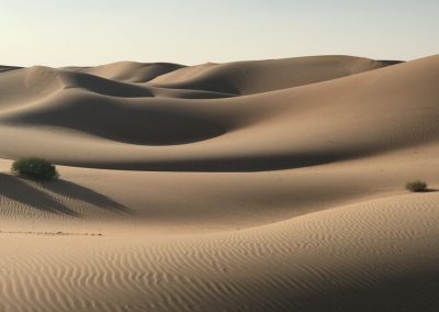 Abu Dhabi Dunes with Shrubs