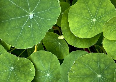 Nasturtium with Raindrops