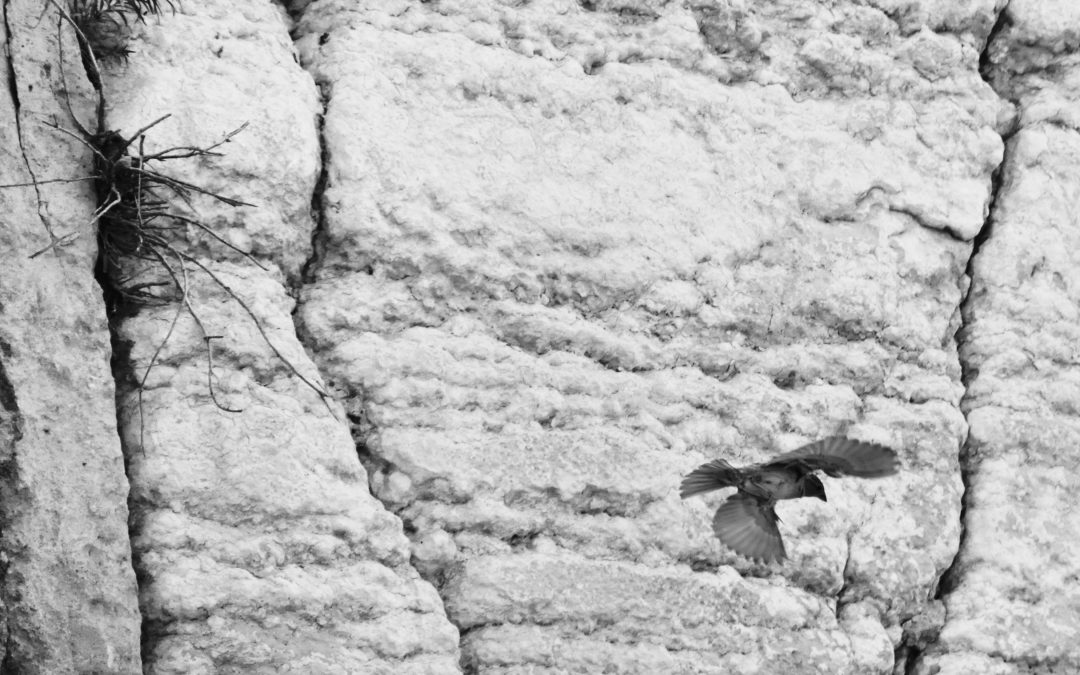 Bird on Western Wall