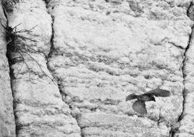 Bird on Western Wall