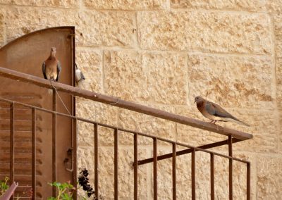 Jerusalem Laughing Dove