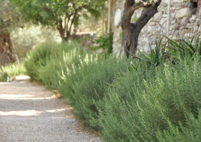 Gethsemane Rosemary