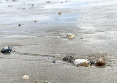 Duxbury Pebbles